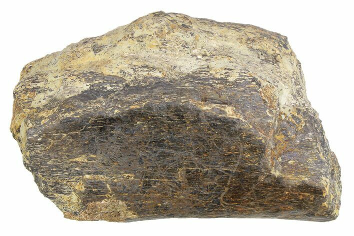 Dinosaur Limb Bone Section - Boulahfa, Morocco #252556